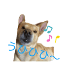 うちの犬ジョン2（個別スタンプ：5）