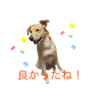 うちの犬ジョン2（個別スタンプ：6）