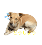 うちの犬ジョン2（個別スタンプ：7）