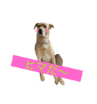 うちの犬ジョン2（個別スタンプ：8）