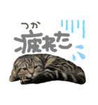 大福のすたんぷ（個別スタンプ：5）