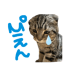 大福のすたんぷ（個別スタンプ：7）
