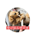 チワックスのてん②（個別スタンプ：1）