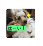 チワックスのてん②（個別スタンプ：2）