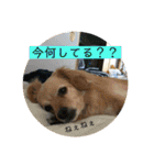 チワックスのてん②（個別スタンプ：3）
