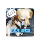 チワックスのてん②（個別スタンプ：4）