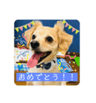チワックスのてん②（個別スタンプ：5）