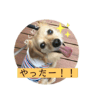 チワックスのてん②（個別スタンプ：6）