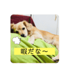 チワックスのてん②（個別スタンプ：7）