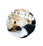 チワックスのてん②（個別スタンプ：8）