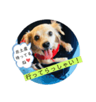 チワックスのてん②（個別スタンプ：9）