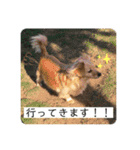 チワックスのてん②（個別スタンプ：10）