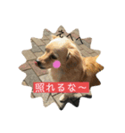 チワックスのてん②（個別スタンプ：11）