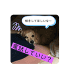 チワックスのてん②（個別スタンプ：12）
