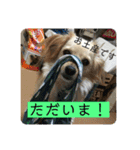 チワックスのてん②（個別スタンプ：13）