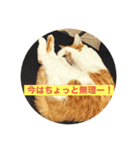 ハート猫の激かわスタンプ（個別スタンプ：1）