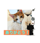 ハート猫の激かわスタンプ（個別スタンプ：8）