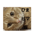 茶トラねこの日常会話スタンプ1（個別スタンプ：5）
