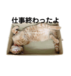 茶トラねこの日常会話スタンプ1（個別スタンプ：6）