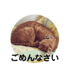 茶トラねこの日常会話スタンプ1（個別スタンプ：7）
