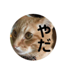 茶トラねこの日常会話スタンプ1（個別スタンプ：8）