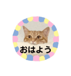 茶トラねこの一言会話スタンプ（個別スタンプ：2）