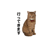 茶トラねこの一言会話スタンプ（個別スタンプ：6）