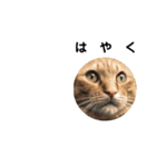 茶トラねこの一言会話スタンプ（個別スタンプ：7）