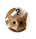 茶トラねこの一言会話スタンプ（個別スタンプ：8）