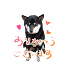 柴犬 空丸＆花丸（個別スタンプ：1）