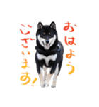 柴犬 空丸＆花丸（個別スタンプ：2）