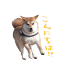 柴犬 空丸＆花丸（個別スタンプ：3）