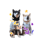 柴犬 空丸＆花丸（個別スタンプ：4）