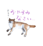 柴犬 空丸＆花丸（個別スタンプ：5）