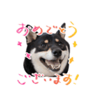 柴犬 空丸＆花丸（個別スタンプ：6）