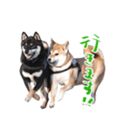 柴犬 空丸＆花丸（個別スタンプ：7）