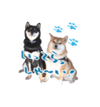 柴犬 空丸＆花丸（個別スタンプ：8）