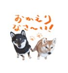 柴犬 空丸＆花丸（個別スタンプ：9）