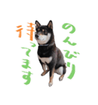 柴犬 空丸＆花丸（個別スタンプ：10）