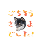 柴犬 空丸＆花丸（個別スタンプ：11）
