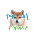 柴犬 空丸＆花丸（個別スタンプ：12）