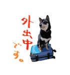 柴犬 空丸＆花丸（個別スタンプ：13）