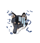 柴犬 空丸＆花丸（個別スタンプ：14）