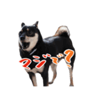 柴犬 空丸＆花丸（個別スタンプ：15）