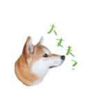 柴犬 空丸＆花丸（個別スタンプ：16）