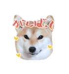 柴犬 空丸＆花丸（個別スタンプ：17）