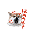 柴犬 空丸＆花丸（個別スタンプ：21）