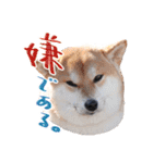 柴犬 空丸＆花丸（個別スタンプ：22）