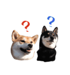 柴犬 空丸＆花丸（個別スタンプ：24）