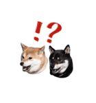 柴犬 空丸＆花丸（個別スタンプ：25）